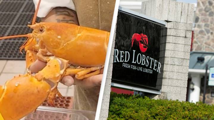 Rare 'one-in-30-million' lobster saved from being eaten at restaurant