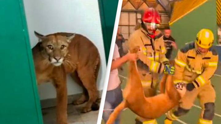 Nine-Year-Old Stunned After Spotting Puma Growling In School Toilets