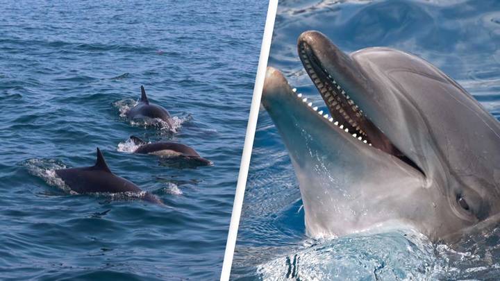 Two more people bitten by dolphin in string of attacks