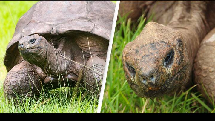 Jonathan The World's Oldest Tortoise Celebrates Landmark Birthday