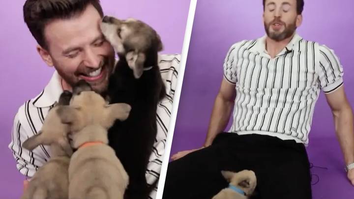 Puppy Takes A Bite At Chris Evans' Crotch During Interview