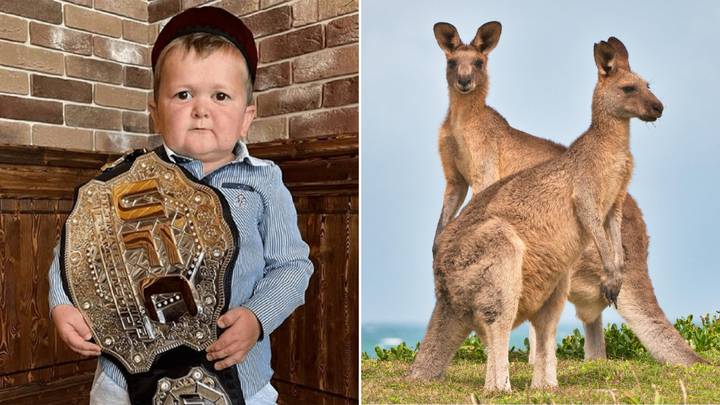Combat Sports Icon Hasbulla Says He Wants To Meet Kangaroos During His Australian Tour