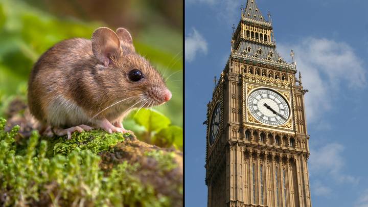 “不人道”的鼠标胶陷阱将在英格兰禁止