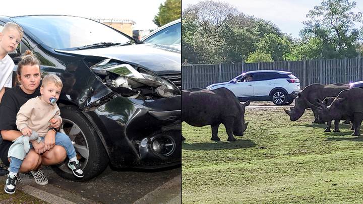 犀牛在野生动物园公园粉碎了家庭的汽车