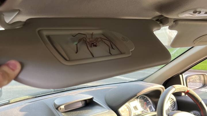Aussie Bloke Who Found Huge Spider In His Car Has Kept Her As A Pet For A Year