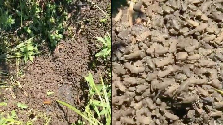 Man Who Has Built One Million Strong 'Frog Army' In Garden Sparks Huge Concern