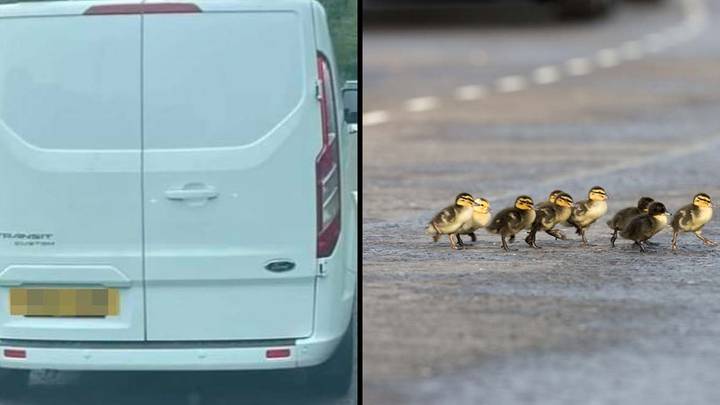 Man Hands Himself In To Police After White Van 'Runs Over Ducklings'