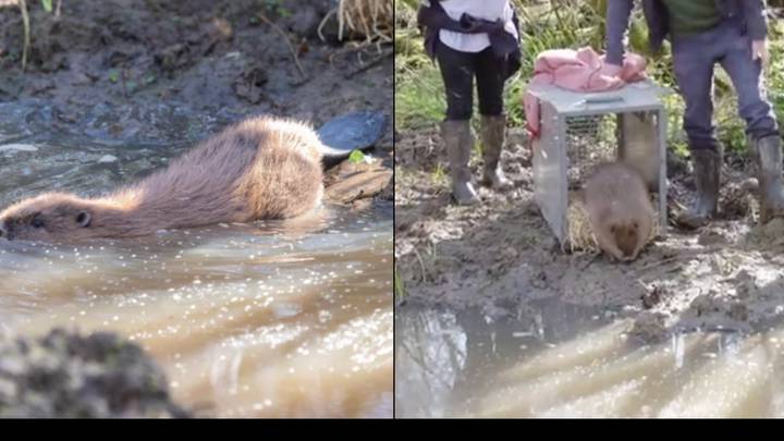 One Of First Beavers For 400 Years In London After Going Extinct Is Found Dead