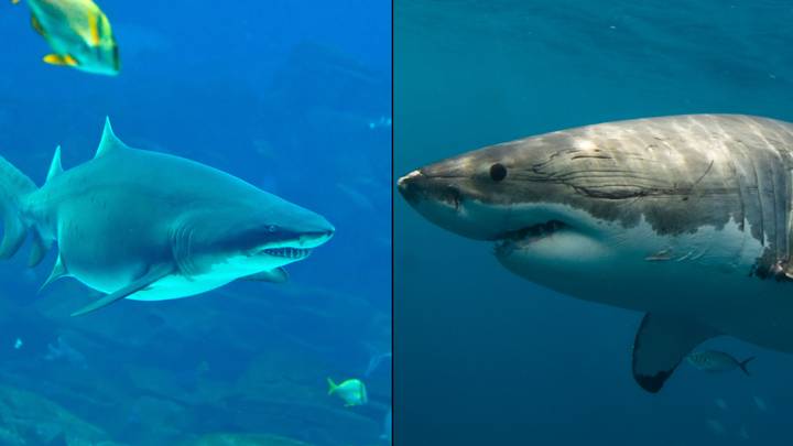 The Reason Why Aquariums Don't Keep Great White Sharks