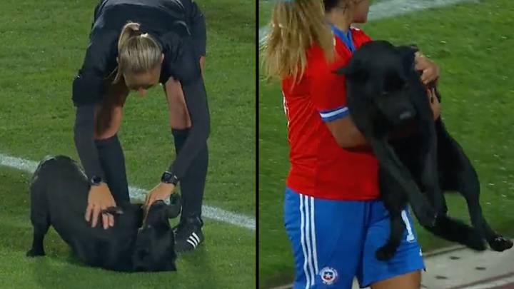 狗入侵国际足球比赛，并要求腹部擦和大量拍拍