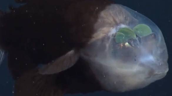 Footage Captured Of Rare Fish With Completely Transparent Head