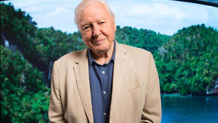 Sir David Attenborough Stabbed By ‘Dangerous’ Cactus While Filming New Series 