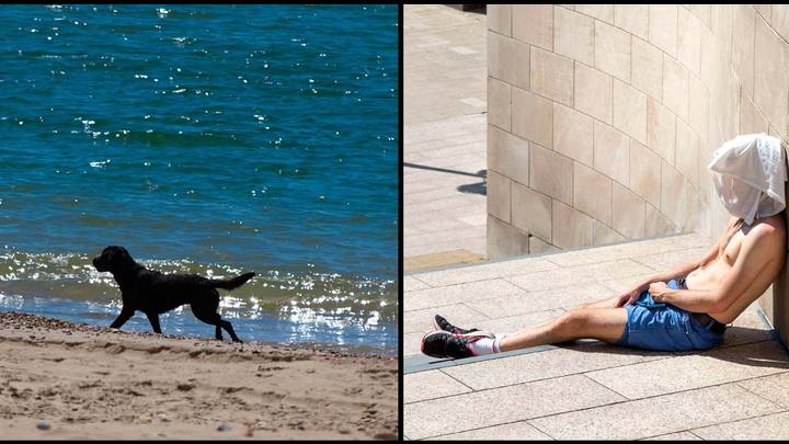 Warning Issued To Pet Owners As UK Braces For Unprecedented Heatwave