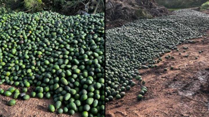 Thousands Of Avocados Are Being Dumped At The Tip Because It's Cheaper Than Selling Them