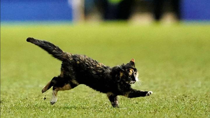 'Hillsborough Cat' That Invaded Pitch Had Been Missing For Seven Months