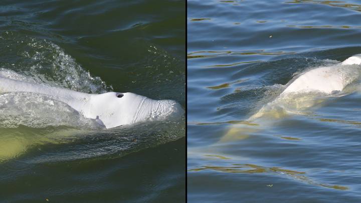 Beluga whale stranded in River Seine sparks major concern for its health