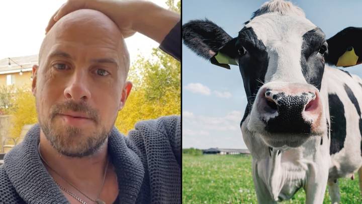 Daredevil Escaped From Inside Dead Cow By Crawling Out Its Bum