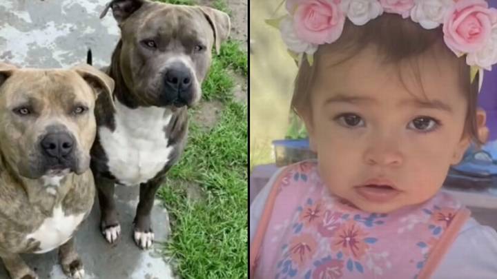 Woman Stabs Family Dog To Death After It Attacks Her Daughter