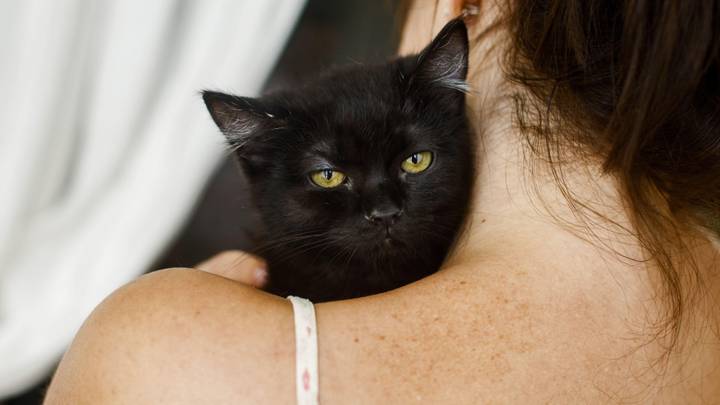 Passenger On Flight 'Breastfed Cat And Wouldn't Put It Back In Carrier'