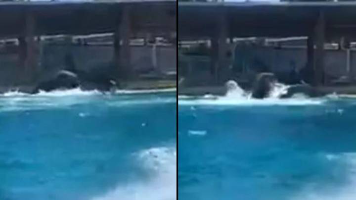 Horrified guests watch on as killer whales attack each other at SeaWorld and 'blood soaks water'