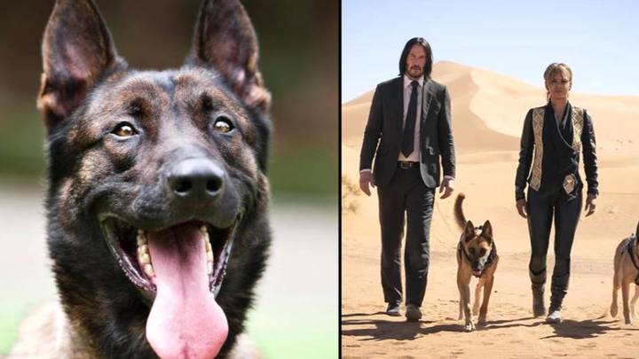 'John Wick' Dog Breed Could Soon Be Banned, According To Expert
