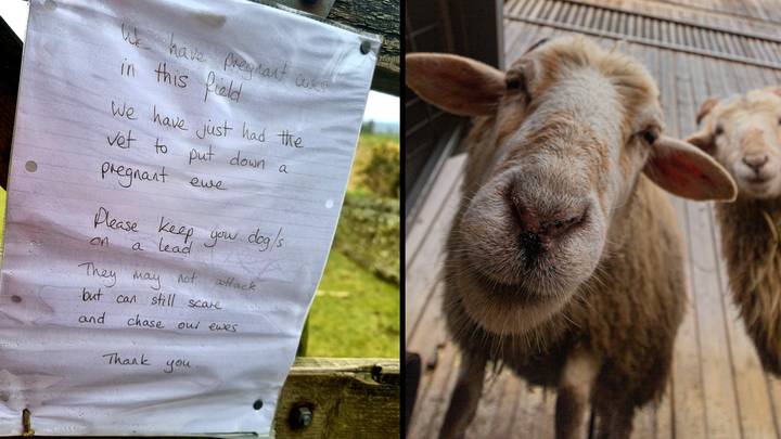 Farmer Leaves Emotional Note For Local Dog Walkers After Having To Put Down One Of His Sheep