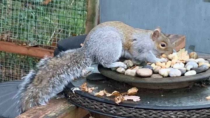 Residents Terrified After Rogue Squirrel Goes On Two-Day Rampage 