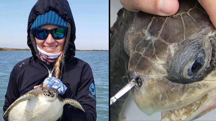 Marine Biologist Whose Video Showed Straw Being Removed From Turtle Has Another Message For The World