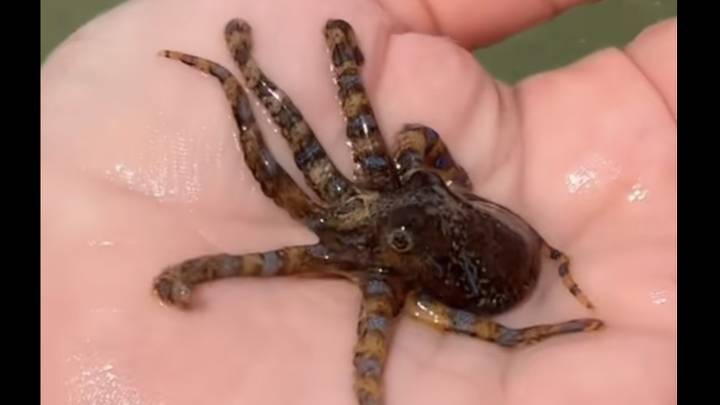 Tourist Casually Picks Up One Of The World's Most Dangerous Creatures