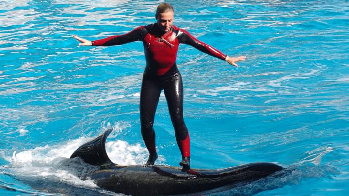 Family Of SeaWorld Trainer Killed By Orca Speak Out Almost 12 Years On