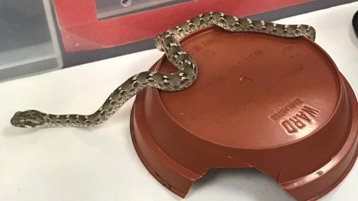 Forklift Driver Discovers One Of World's Deadliest Snakes In UK Industrial Estate