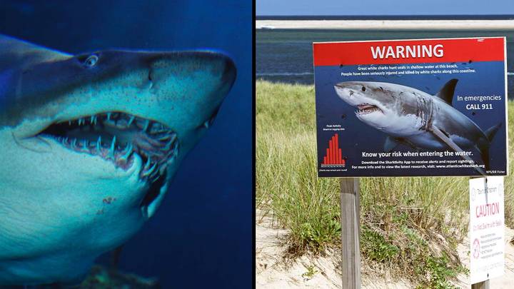 Figures Show 39 Shark Attacks Have Already Happened This Year