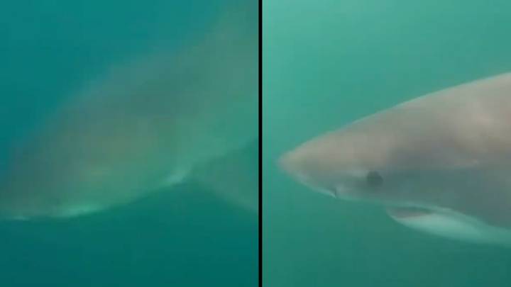 巨大的白色鲨鱼拍摄了盘旋皮划艇