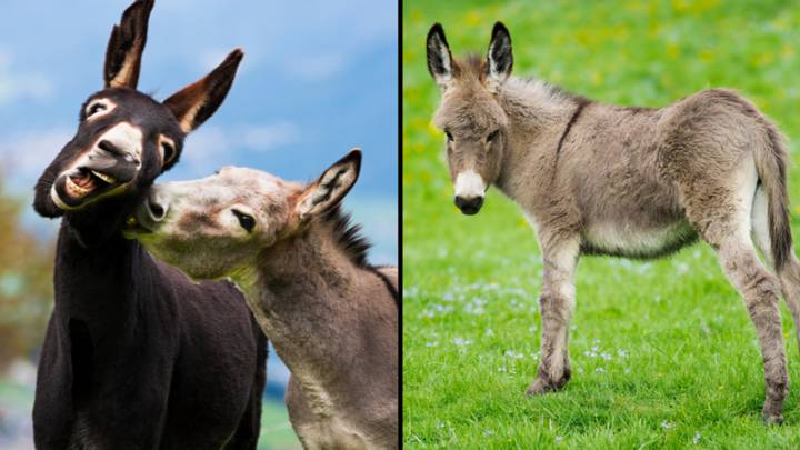 Police seize thousands of donkey penises in smuggling operation bust