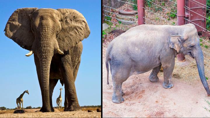 Experts Call For Elephants To Be Banned From UK Zoos