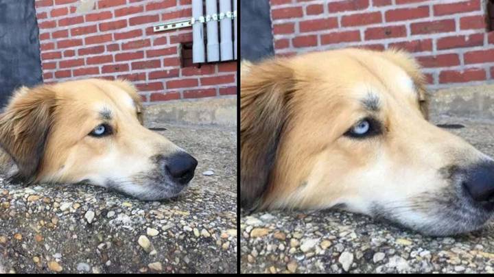Bizarre Optical Illusion Of Dog’s Head That Looks ‘Decapitated’ Baffles The Internet