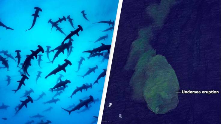 Infamous Shark Volcano Is Beginning To Erupt, NASA Claims