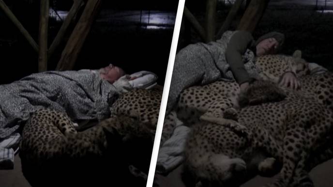 Man Takes Nap With Cheetahs In Astonishing Video