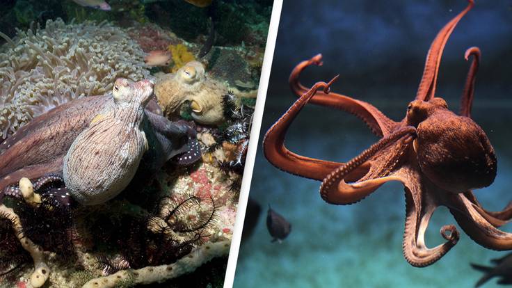 Scientists Finally Know Why Octopuses Torture And Eat Themselves Before Their Eggs Hatch