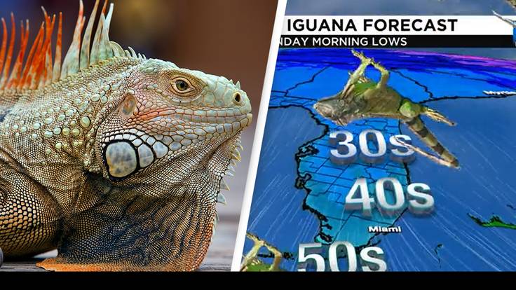 Raining Iguanas Causes Very Bizarre Weather Warning