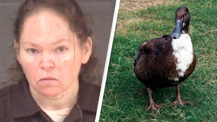 Pet Duck Leads Police To Body And Solves Murder Mystery