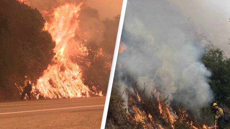 Man Jailed For 24 Years After Causing Massive Wildfire At Weed Farm That Killed 12 Condors