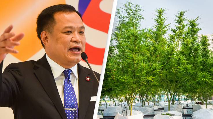 Thailand To Give Away One Million Cannabis Plants, Minister Announces