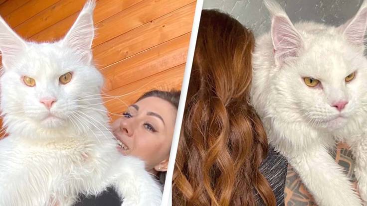 Woman's Oversized Cat Is So Big People Can't Believe It Isn't A Dog