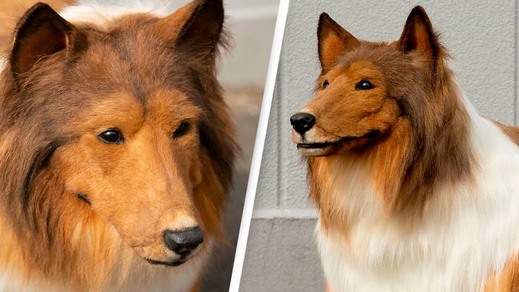 Man Spends $15,000 To Look Like His Favourite Dog