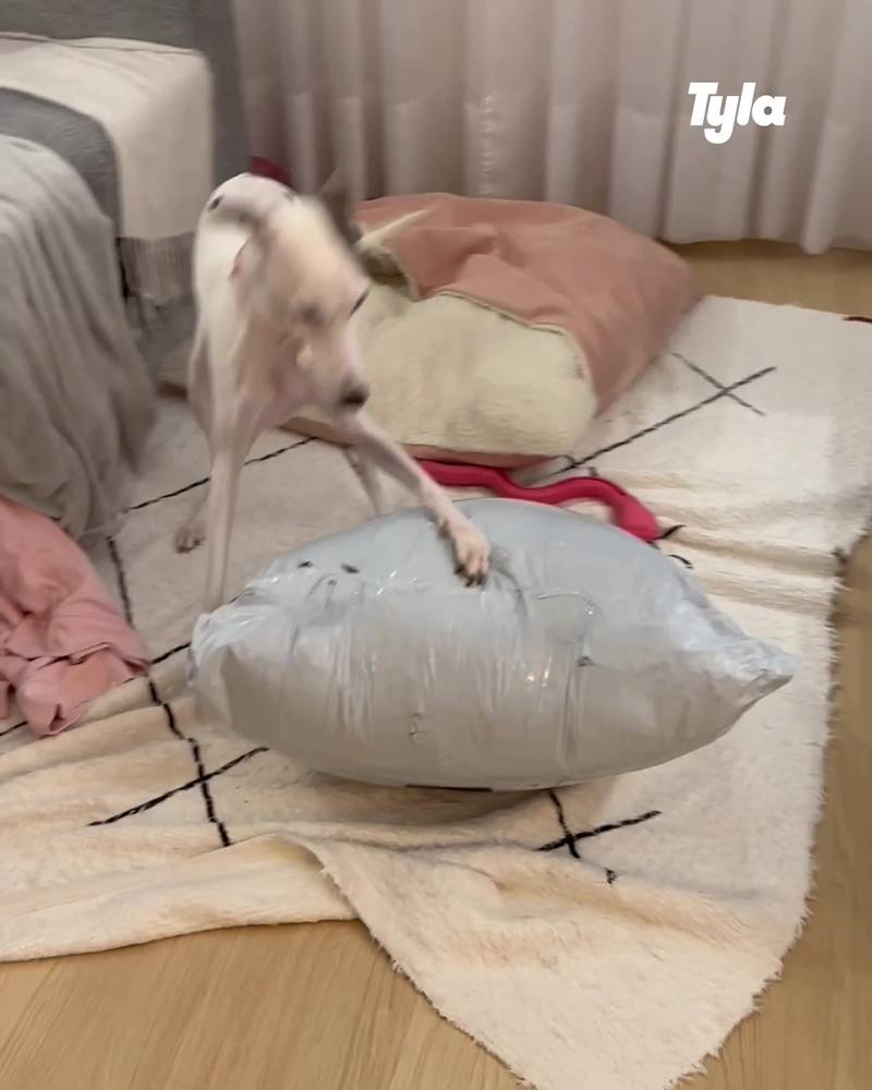 Whippet puppy is so excited to unwrap new bed
