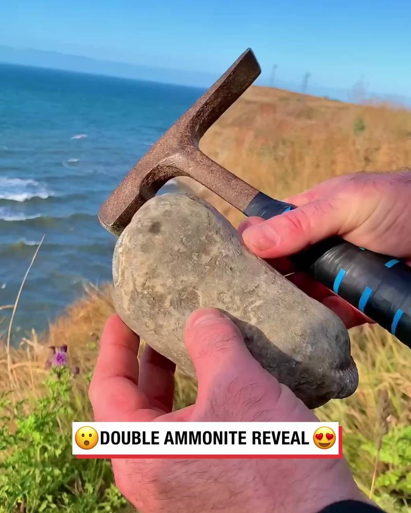 Double ammonite reveal