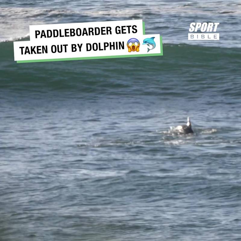 Paddleboarder Gets Taken Out By Dolphin 😱🐬