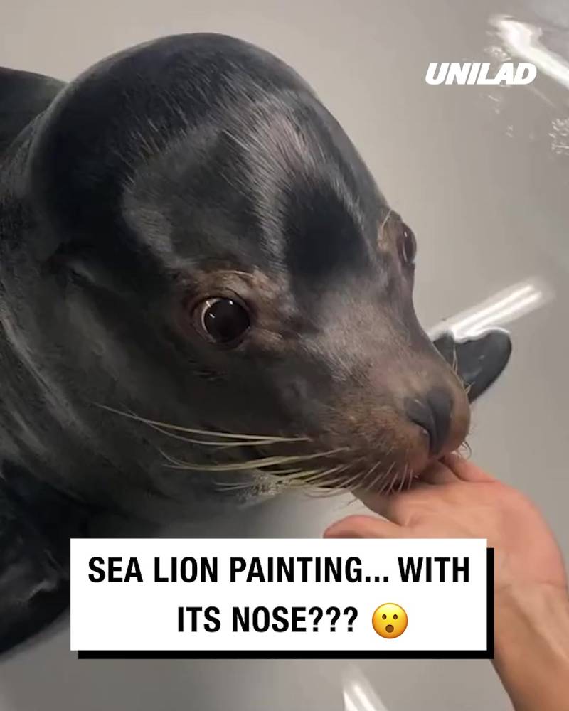 Sea lion nose painting