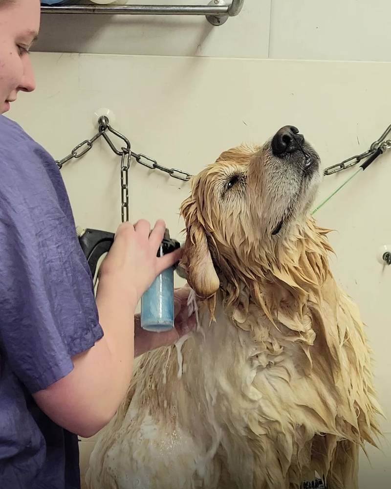 Golden absolutely loves a pamper